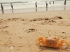 animals_001