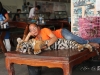 animals_003