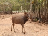 animals_004