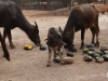 animals_007