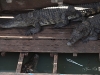 animals_008