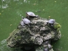 animals_010