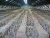 china_023