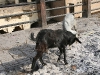 india_041
