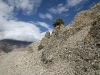 mustang_010