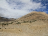 mustang_016