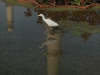 water_006